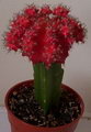 Gymnocalycium Mihanovichii